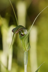 Pterostylis decurva