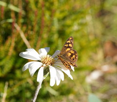 Heteronympha solandri