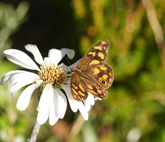 Heteronympha solandri