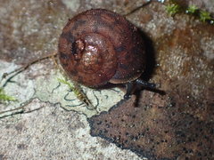 Austrochloritis wollemiensis