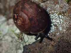 Austrochloritis wollemiensis