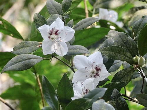 Rhododendron hongkongense, photograph 1