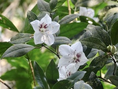 Rhododendron hongkongense