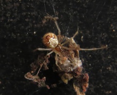 Cryptachaea meraukensis