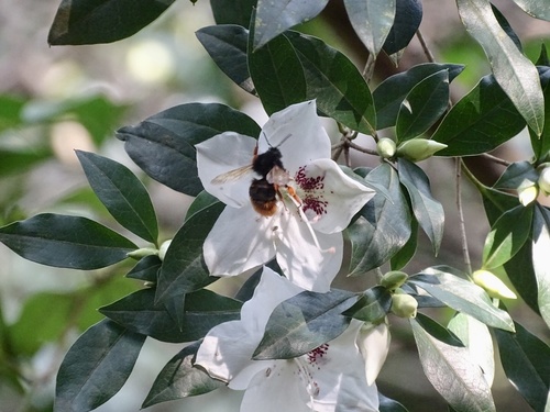 Rhododendron hongkongense, photograph 2