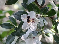 Rhododendron hongkongense