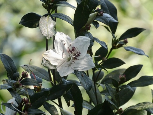 Rhododendron hongkongense, photograph 3