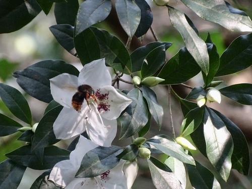Rhododendron hongkongense, photograph 4