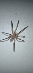 Araneae
