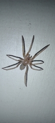 Araneae