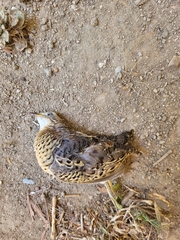 Turnix maculosus