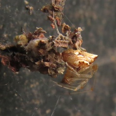 Cryptachaea meraukensis