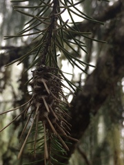 Picea breweriana