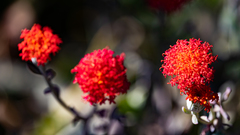 Kleinia fulgens