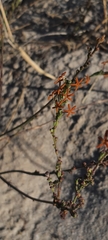 Manulea tomentosa