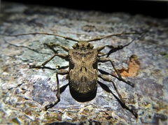 Lagocheirus araneiformis parvulus