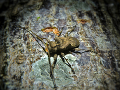 Lagocheirus araneiformis parvulus