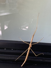 Anophelepis telesphorus