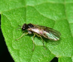 Acordulecerinae
