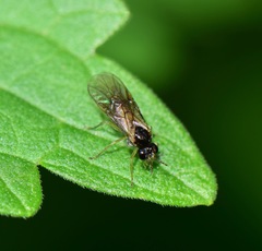 Acordulecerinae