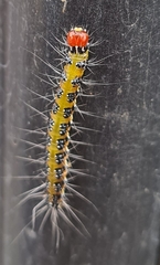 Uresiphita ornithopteralis