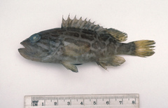 Epinephelus morrhua