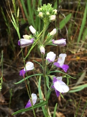 Collinsia linearis