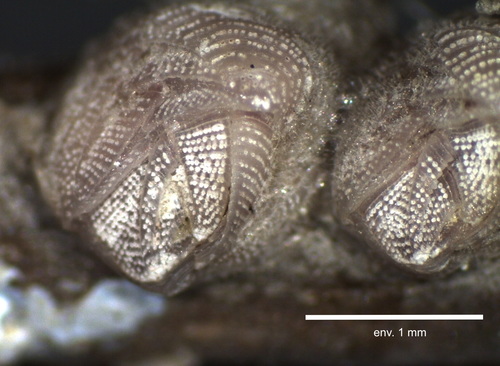 Genus Neoconorbina · iNaturalist