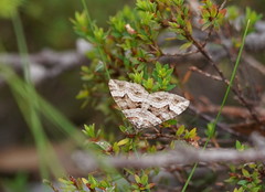 Chrysolarentia persimilis