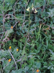 Bunias erucago