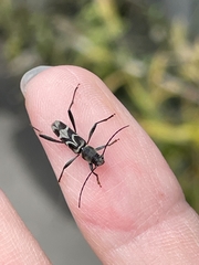 Perissus kankauensis