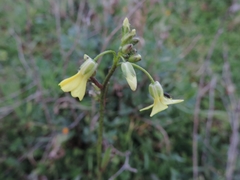 Bunias erucago