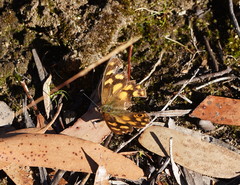 Heteronympha solandri