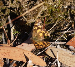Heteronympha solandri