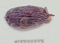 Diodon hystrix