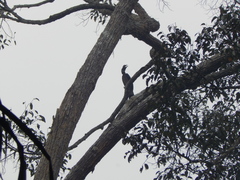 Anorrhinus galeritus