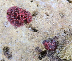 Homotrema rubrum
