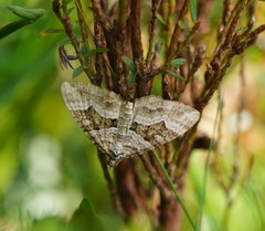 Chrysolarentia persimilis