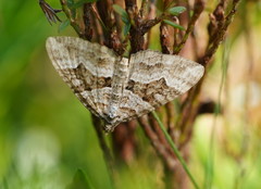 Chrysolarentia persimilis