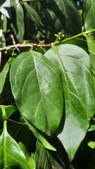 Afrocanthium keniense