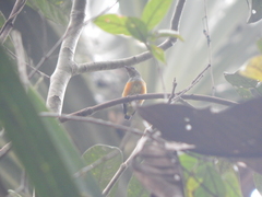 Dicaeum trigonostigma