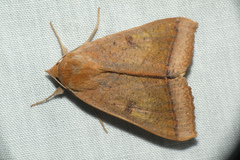 Ophiusa trapezium