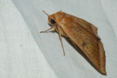 Ophiusa trapezium