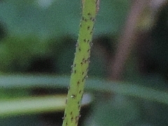 Bunias erucago