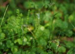 Pterostylis decurva
