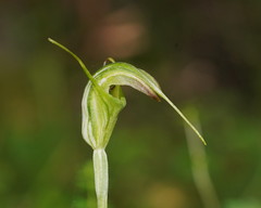 Pterostylis decurva