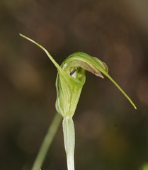 Pterostylis decurva