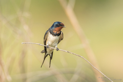 Hirundo rustica gutturalis