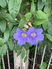 Thunbergia laurifolia