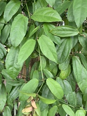 Thunbergia laurifolia